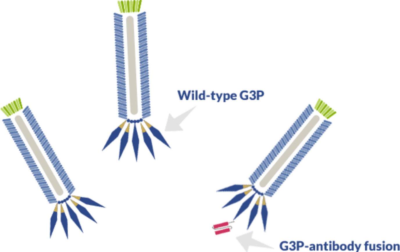 Wild type G3P versus G3P-antibody fusion in M13 phage