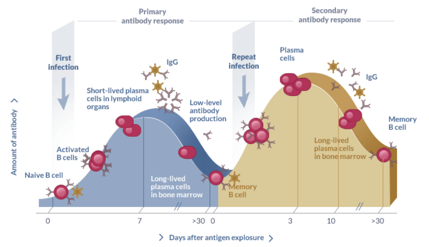 Primary and secondary antibody response