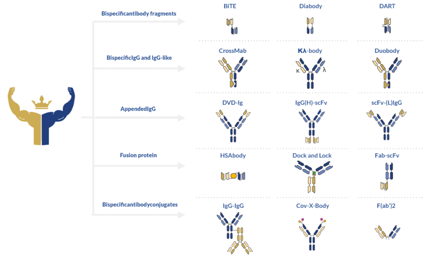 Bispecific antibody formats
