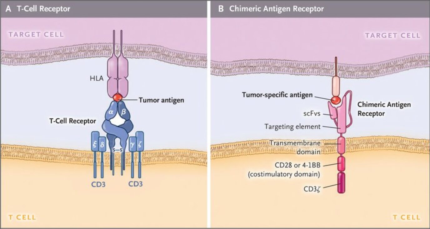 CARs versus TCRs