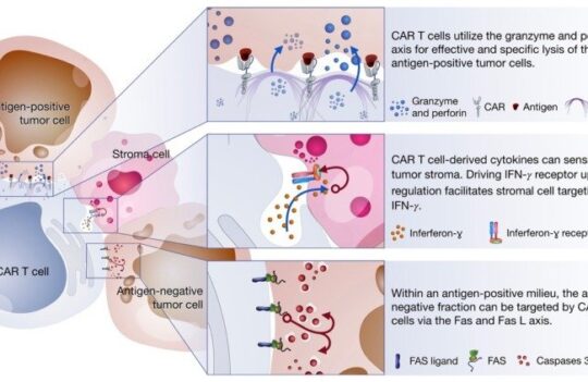 CAR-T cell immunotherapy
