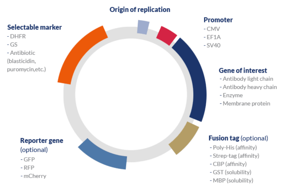 A guide to protein expression hosts, vectors & tags