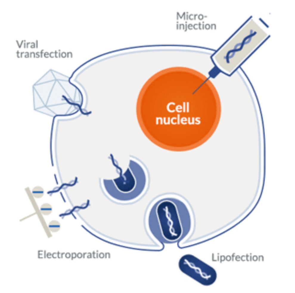 A guide to protein expression hosts, vectors & tags