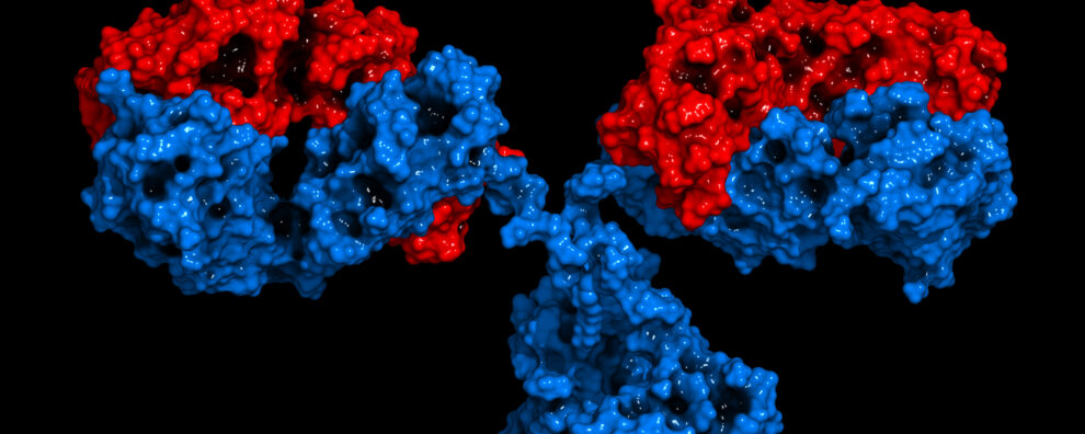 Antibody Discovery: Unleashing the Future of Therapeutic Innovation ...