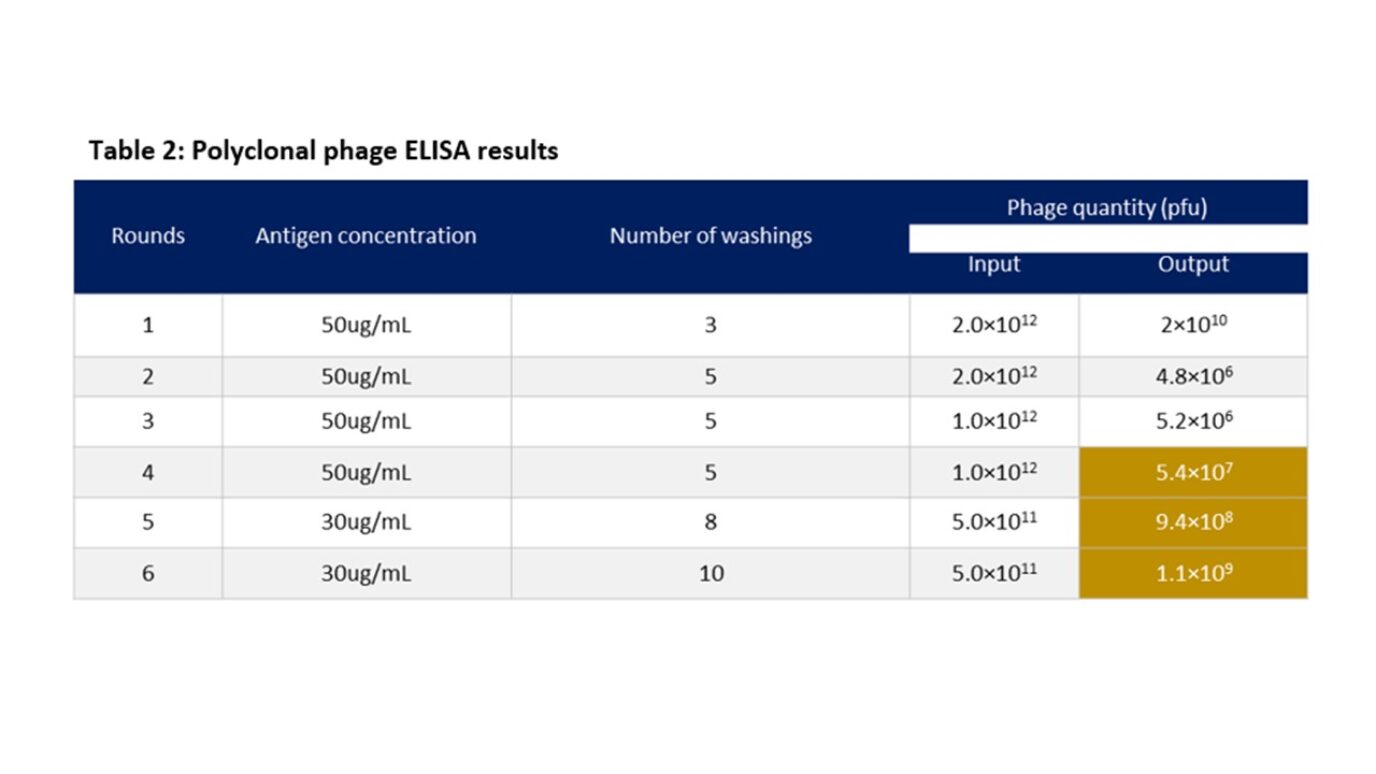 Table 2: Polyclonal phage ELISA results