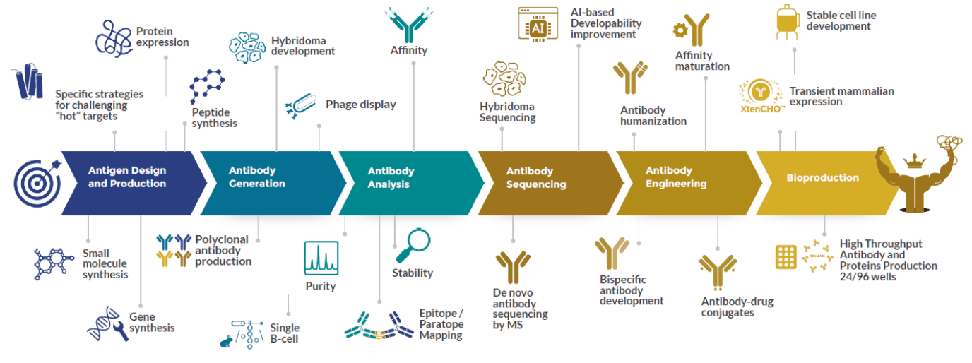 Custom antibody services - ProteoGenix