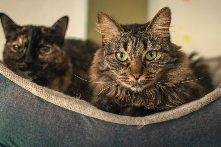 Which approach should you choose to get a species-specific veterinary monoclonal antibody? A decision guide