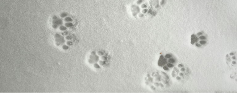 Discover-how-we-overcome-the-specific-challenges-of-veterinary-antibody-development