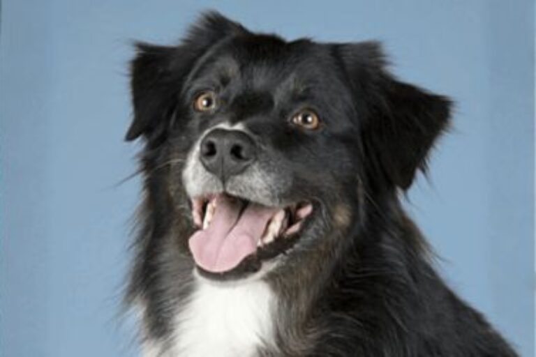 animal health custom antibody production services