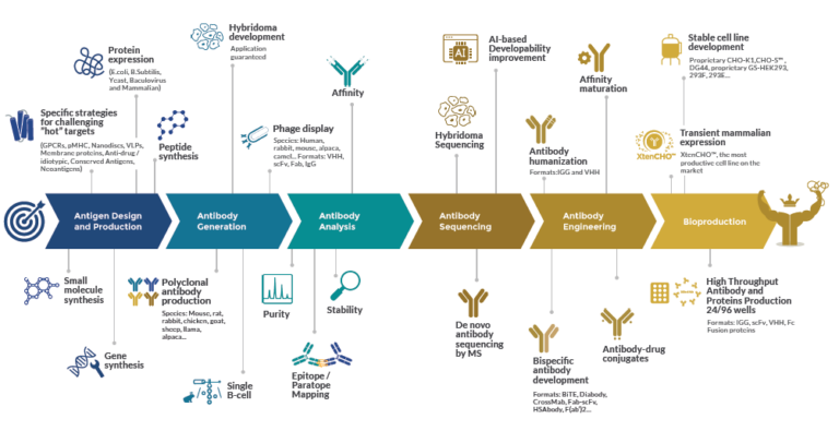 Timeline custom antibody services