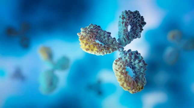 Bispecific antibody development services
