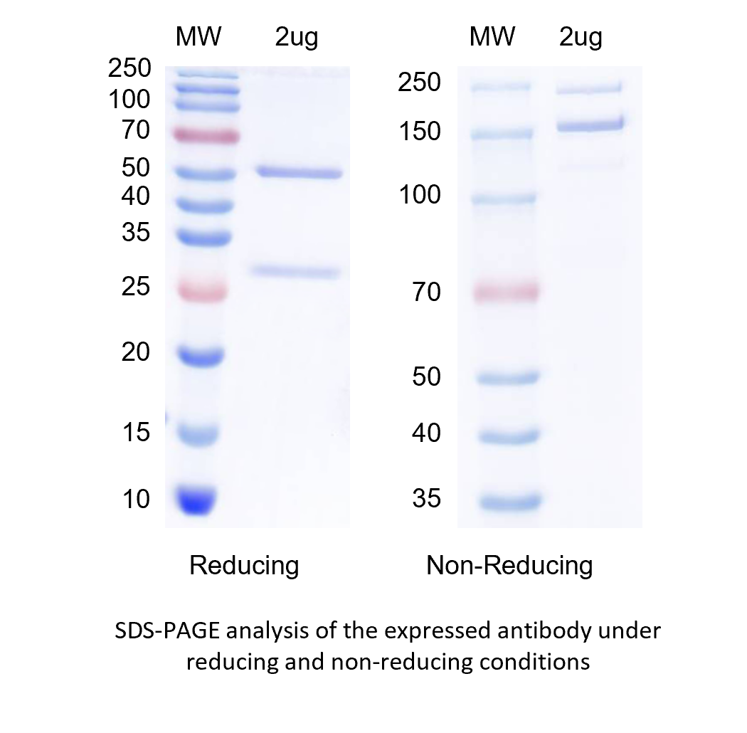 case report de novo sequencing figure